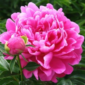 芍薬