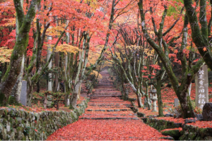 鶏足寺