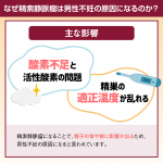 なぜ精索静脈瘤は男性不妊の原因になるのか？