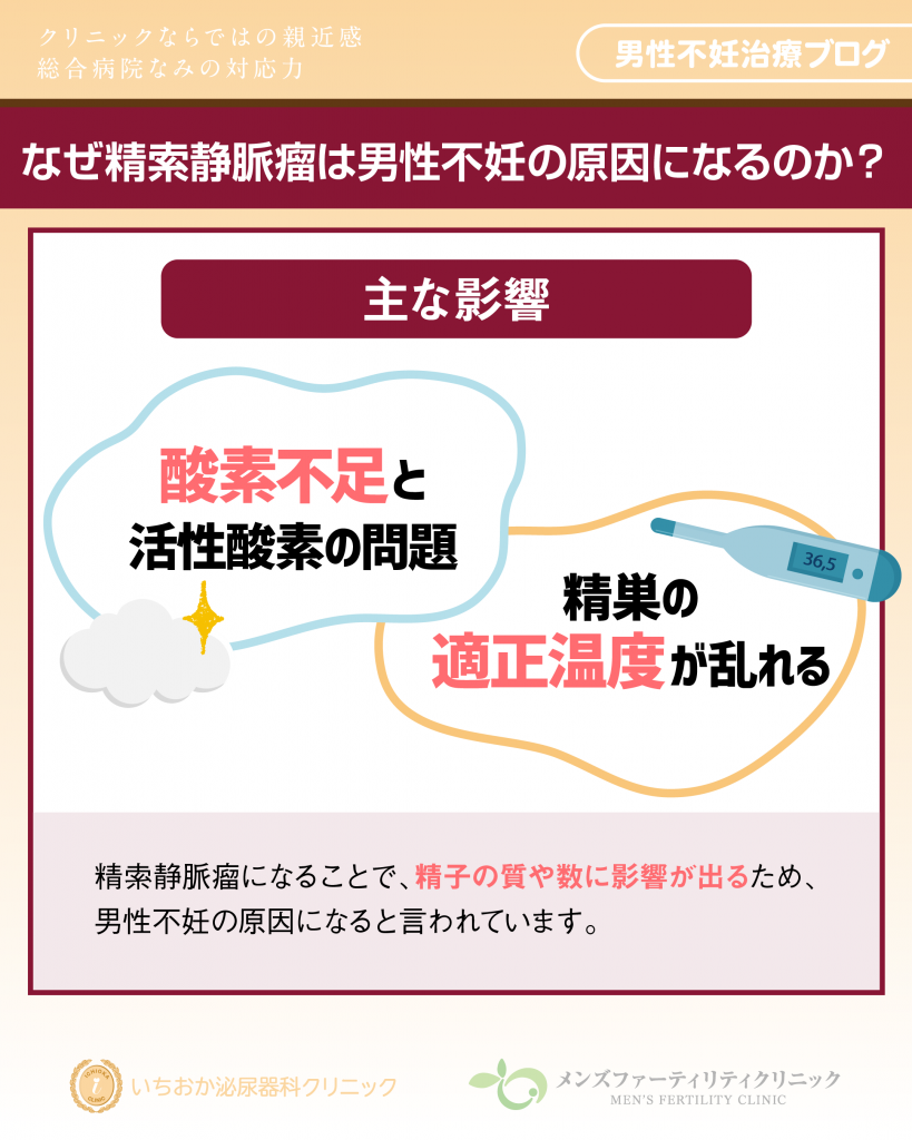 なぜ精索静脈瘤は男性不妊の原因になるのか？